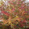 Couleurs d'automne.